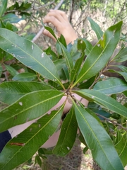 Lithraea brasiliensis