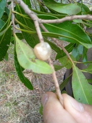 Lithraea brasiliensis