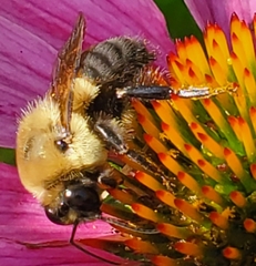 Bombus griseocollis