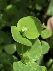Drymaria ladewii