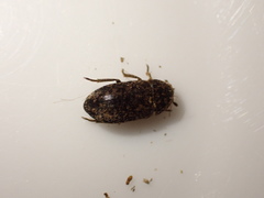 Dermestes undulatus