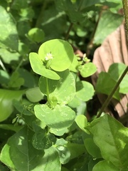 Drymaria ladewii