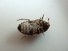 Dermestes undulatus
