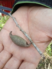 Gonogramma