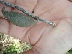 Gonogramma