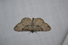 Peribatodes rhomboidaria