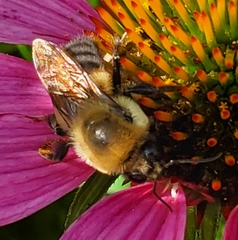 Bombus griseocollis