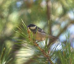 Periparus ater