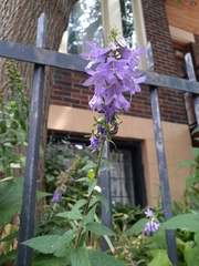Campanula rapunculoides