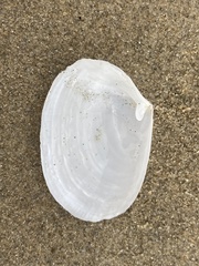 Periploma planiusculum