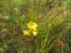 Lysimachia quadriflora