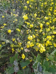 Medicago falcata