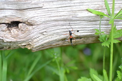 Tanyptera