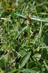 Chamorchis alpina