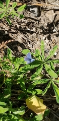 Plebejus anna