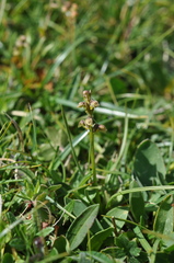 Chamorchis alpina