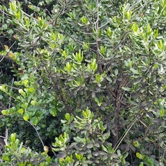 Myrsine cubana