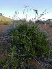 Tylecodon paniculatus × wallichii