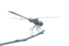 Brachymesia