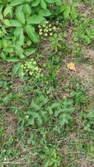 Tordylieae