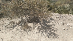 Periploca laevigata angustifolia