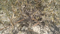 Periploca laevigata angustifolia