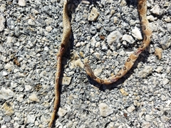 Geophis sanniolus