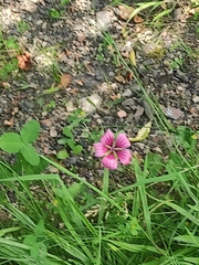 Malva trimestris