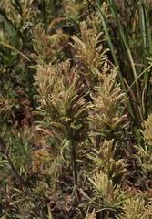 Castilleja thompsonii