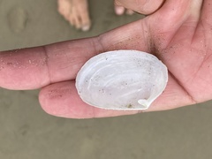 Periploma planiusculum