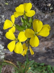 Erysimum rhaeticum
