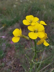 Erysimum rhaeticum