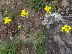 Erysimum rhaeticum