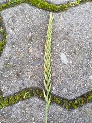 Elymus repens