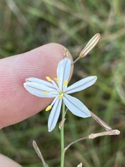 Trachyandra asperata