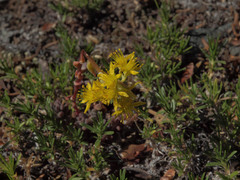 Sedum rupicola