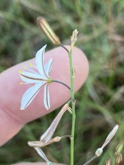 Trachyandra asperata