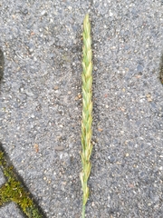 Elymus repens