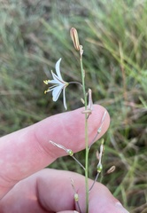 Trachyandra asperata