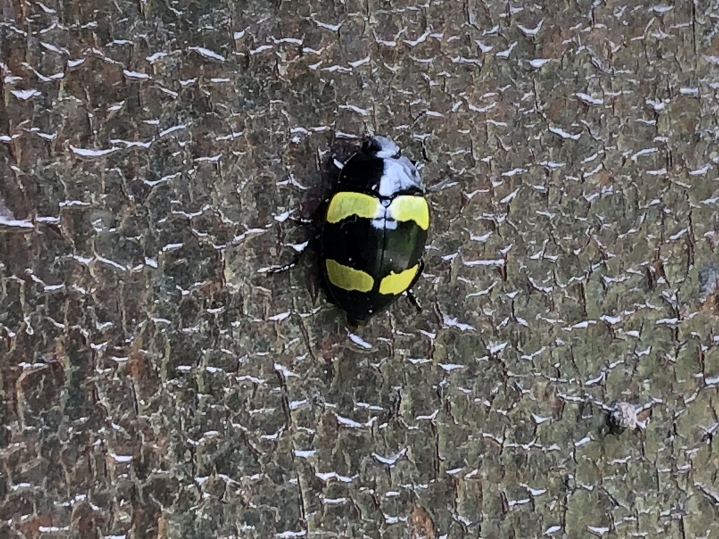 Iphiclus bizonatus