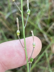 Trachyandra asperata