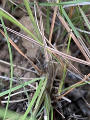 Trachyandra asperata