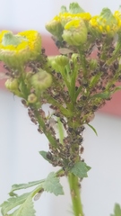 Metopeurum fuscoviride