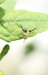 Spathulina acroleuca