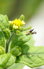 Spathulina acroleuca