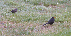 Turdus merula