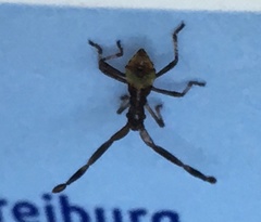 Gonocerus acuteangulatus