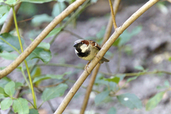 Passer domesticus