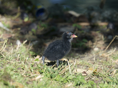 Gallinula chloropus