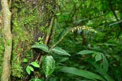 Goodyera reticulata